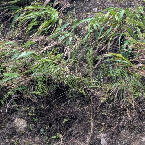Pitcairnia angustifolia, photograph 3