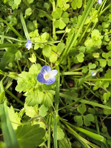 bird's-eye speedwell