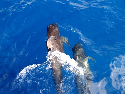 Short-finned Pilot Whale