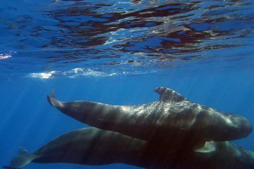 Short-finned Pilot Whale
