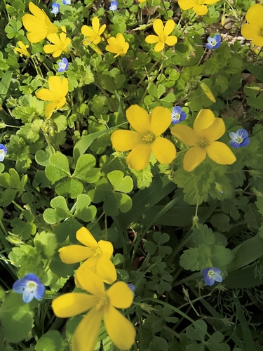 Oxalis conorrhiza