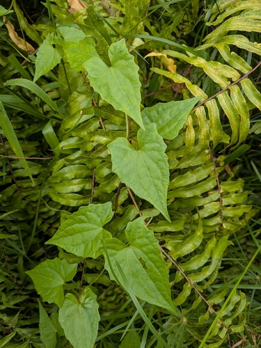 Mikania micrantha, photograph 5