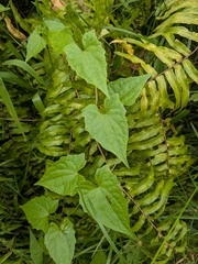 Mikania micrantha, photograph (c) Guillaume Delaitre, some rights reserved (CC BY)