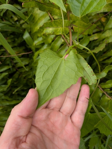 Mikania micrantha, photograph 6