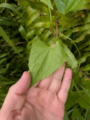 Mikania micrantha, photograph (c) Guillaume Delaitre, some rights reserved (CC BY)