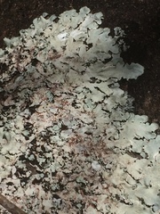 Flavoparmelia caperata