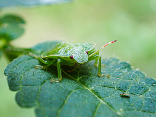 Green Shield Bug