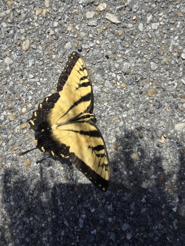 Eastern Tiger Swallowtail