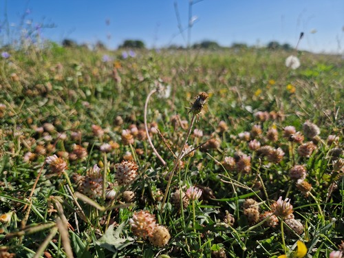 Strawberry clover