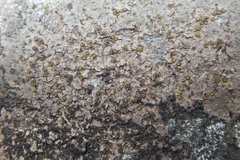 Caloplaca litoricola