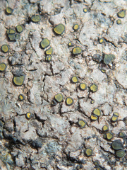 Caloplaca litoricola