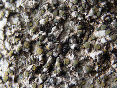 Caloplaca litoricola
