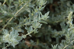 Atriplex glauca