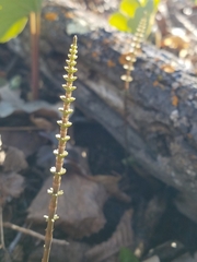 Equisetum pratense