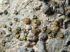 Caloplaca litoricola