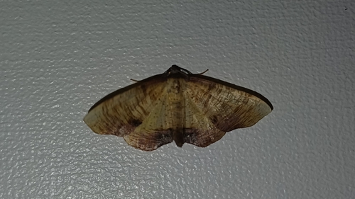 Scorched Wing