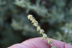 Atriplex glauca