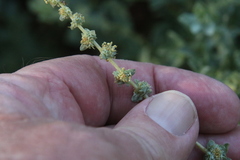 Atriplex glauca