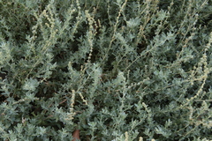Atriplex glauca