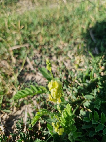 Chickpea Milkvetch