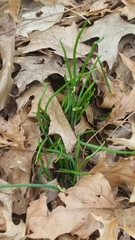 Allium schoenoprasum