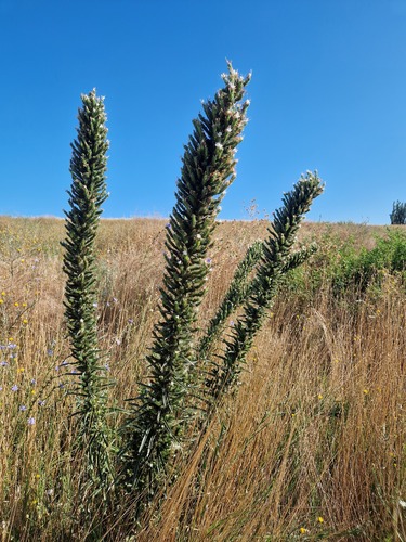 Pale Bugloss