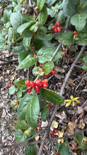 Canadian buffalo-berry