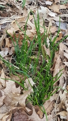 Allium schoenoprasum