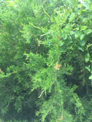 Juniperus chinensis