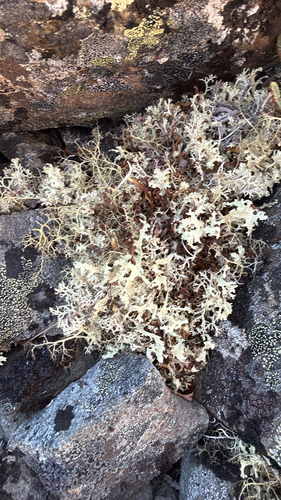 Crinkled Snow Lichen