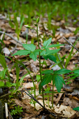 Cardamine maxima