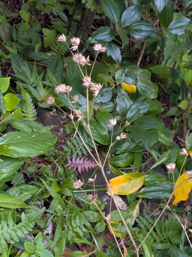Elephantopus mollis, photograph 4