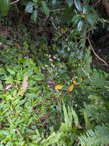 Elephantopus mollis, photograph 5