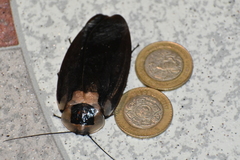 Blaberus craniifer