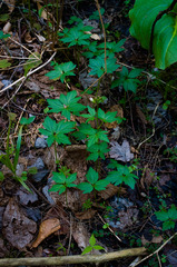 Cardamine maxima