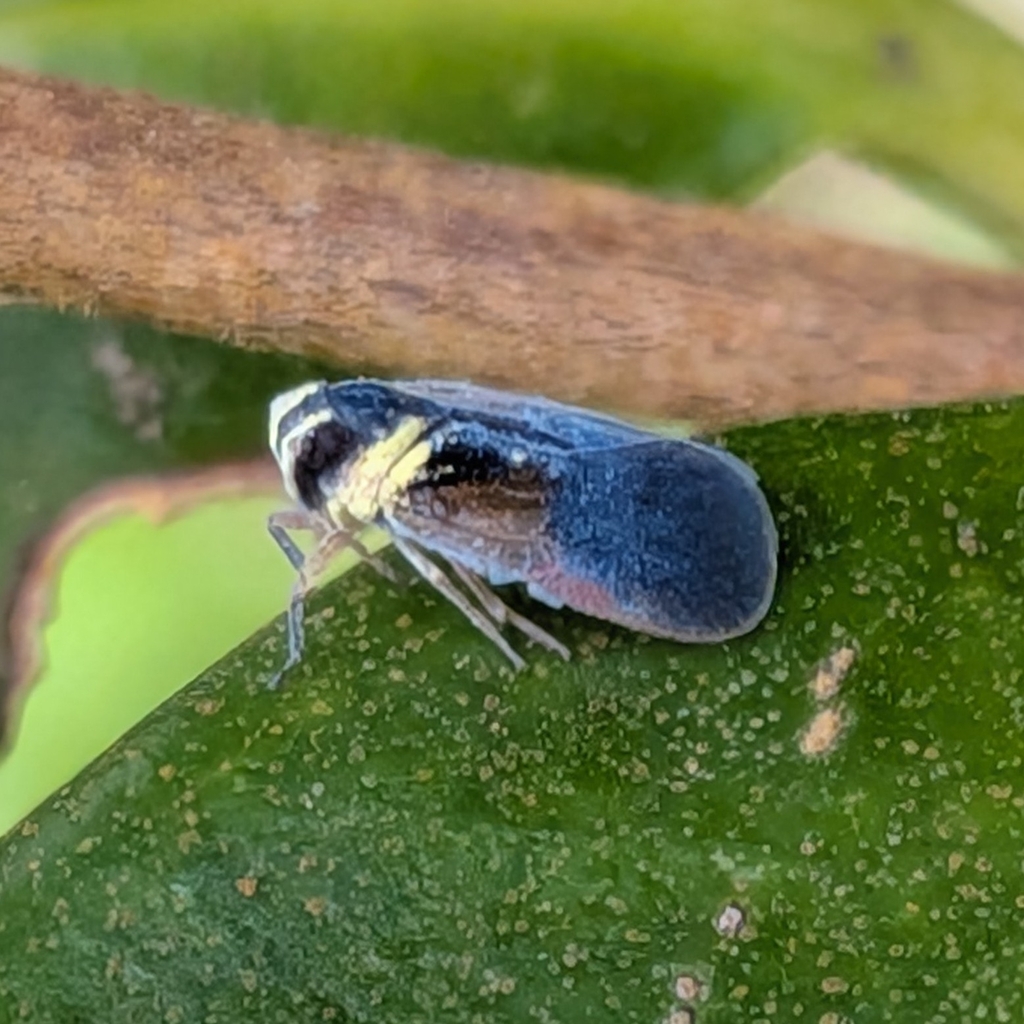 Bothriocera cyanea