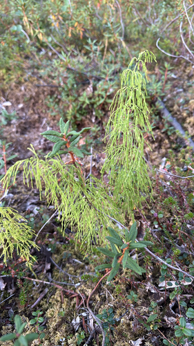 wood horsetail
