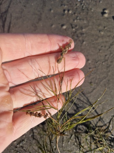 Fennel-leaf Pondweed