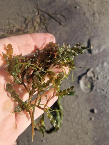Curly-leaf Pondweed