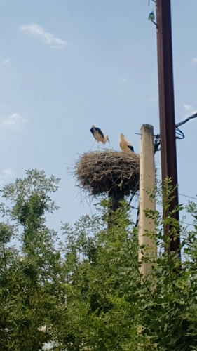 White Stork