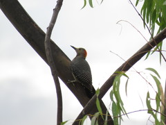 Melanerpes aurifrons