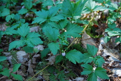 Cardamine maxima