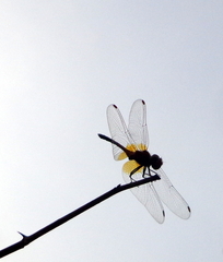 Trithemis arteriosa