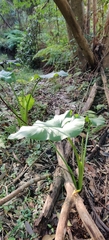 Zantedeschia
