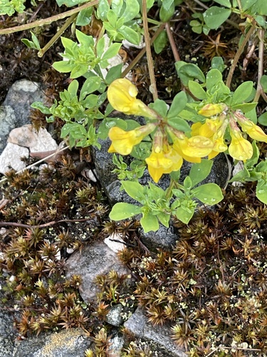bird's-foot trefoil