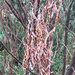 Acacia cyanophylla