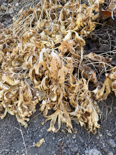 Paeonia californica, photograph 3