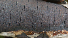 Graphostroma platystomum