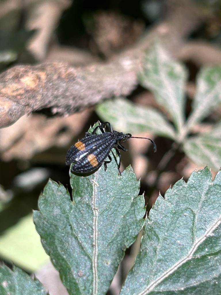 Calopteron dives