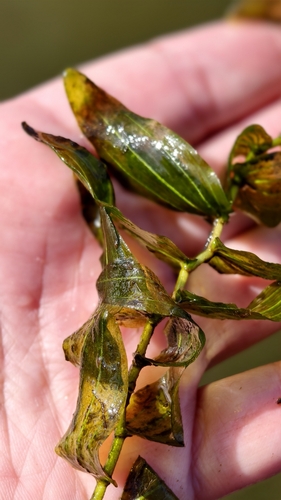 Perfoliate Pondweed